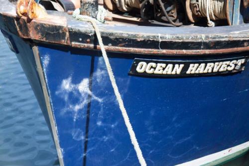 Ocean Harvest