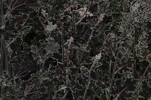 Jacobaea Maritima