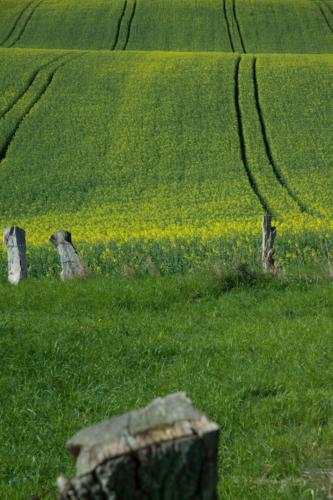 Rapsfeld Mecklemburg Vorpommern