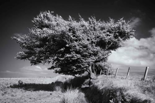 Windschiefer Feldrand Baum England