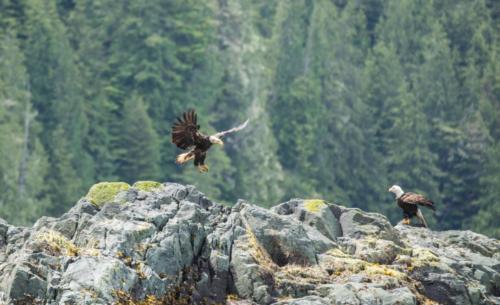 Landing Eagle Vancouver Island